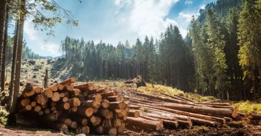 Necessary Equipment for the Logging Industry
