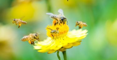Common Misconceptions About Bees That People Have