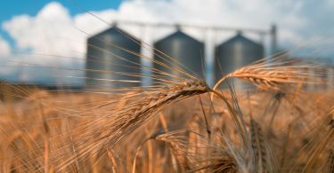 The Biggest Problems in Grain Storage for Farmers