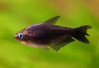 How To Safely Breed and Care for Feeder Fish