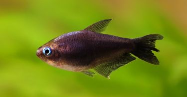 How To Safely Breed and Care for Feeder Fish